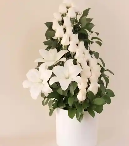 Rosas Blancas - Flores a Domicilio 1