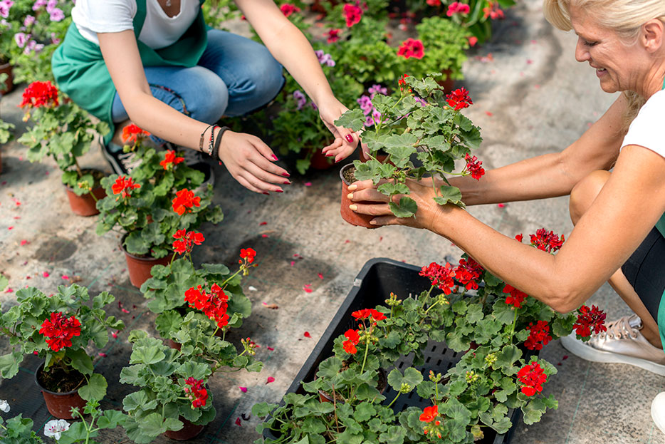 ¿Cómo cuidar de tus flores en verano?