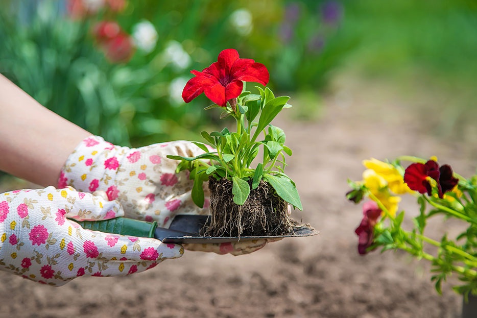 ¿Cómo cuidar de tus flores en verano?
